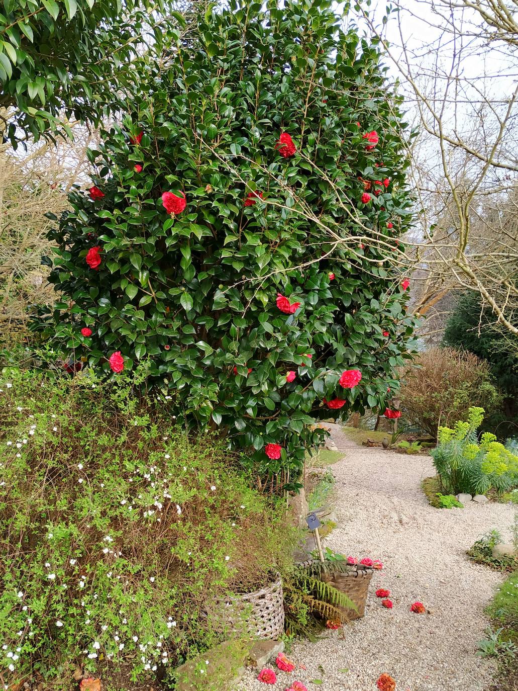 Espectacular camelia japónica con cerca de 30 años de antigüedad