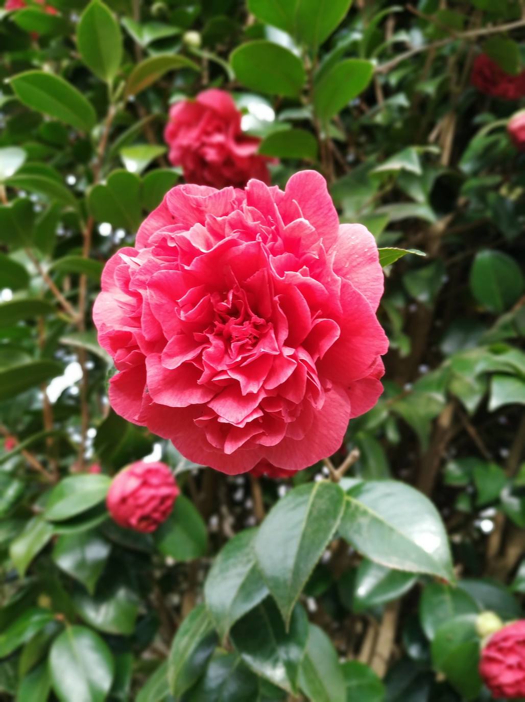 Detalle de la flor de la camelia japónica roja oscura