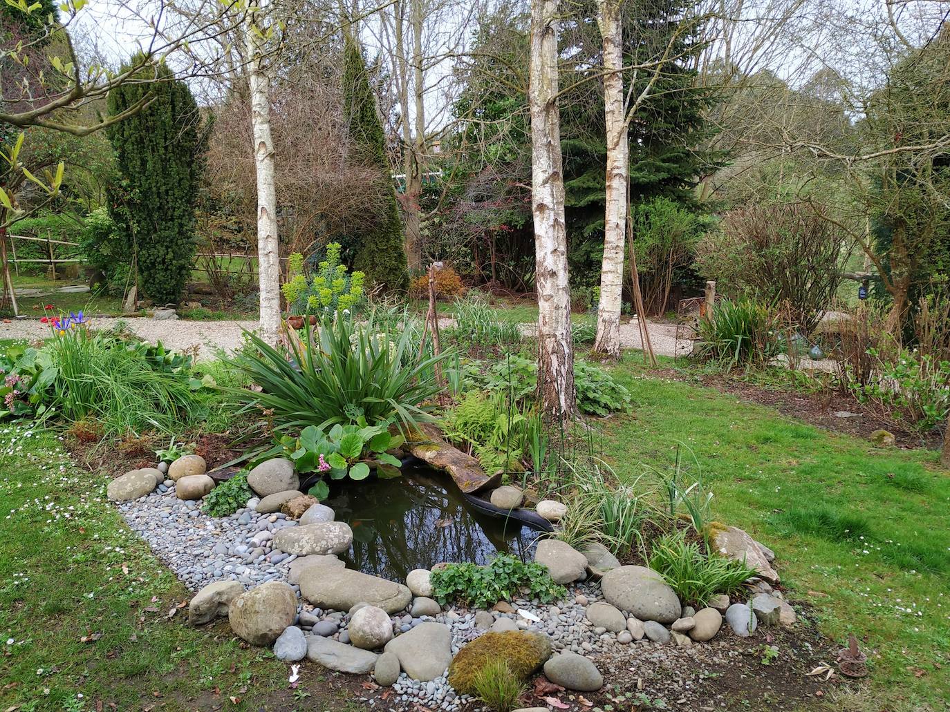 Estanque creado en medio del jardín ante una agrupación de abedules