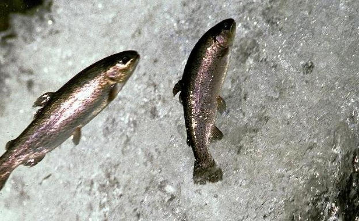 Salmones, río arriba.