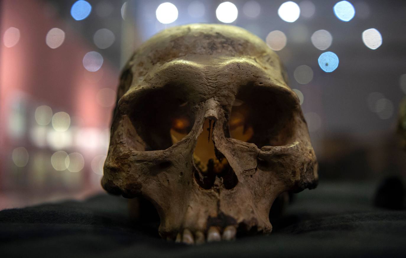 Hace más de 7.000 años, mucho antes que los egipcios, la cultura chinchorro, un pueblo de pescadores que habitaron el norte de Chile, desarrolló un sistema artificial de momificación que asombra por sus distintas técnicas y lo que revela sobre la relación con sus muertos. Las momias chinchorro, declaradas patrimonio de la humanidad por la Unesco en julio de 2021, son las más antiguas de mundo. Aunque con claras diferencias frente a las egipcias, que desarrollaron la momificación unos 2.000 años después, demuestran igualmente el avanzado dominio del cuerpo humano por parte de uno de los pueblos más primitivos de los que se tenga registro. Por su antigüedad no ha sido posible extraer el ADN de los cuerpos, lo que dificulta a los científicos conocer más antecedentes de esta cultura. Para seguir con las investigaciones, se va a construir un museo que exhibirá y conservará las más de 2.500 piezas arqueológicas y etnográficas.