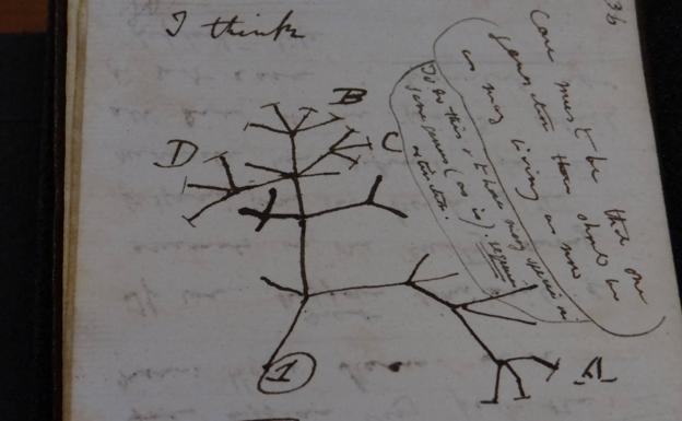 Boceto del 'Arbol de la vida' de Charles Darwin de 1837. 