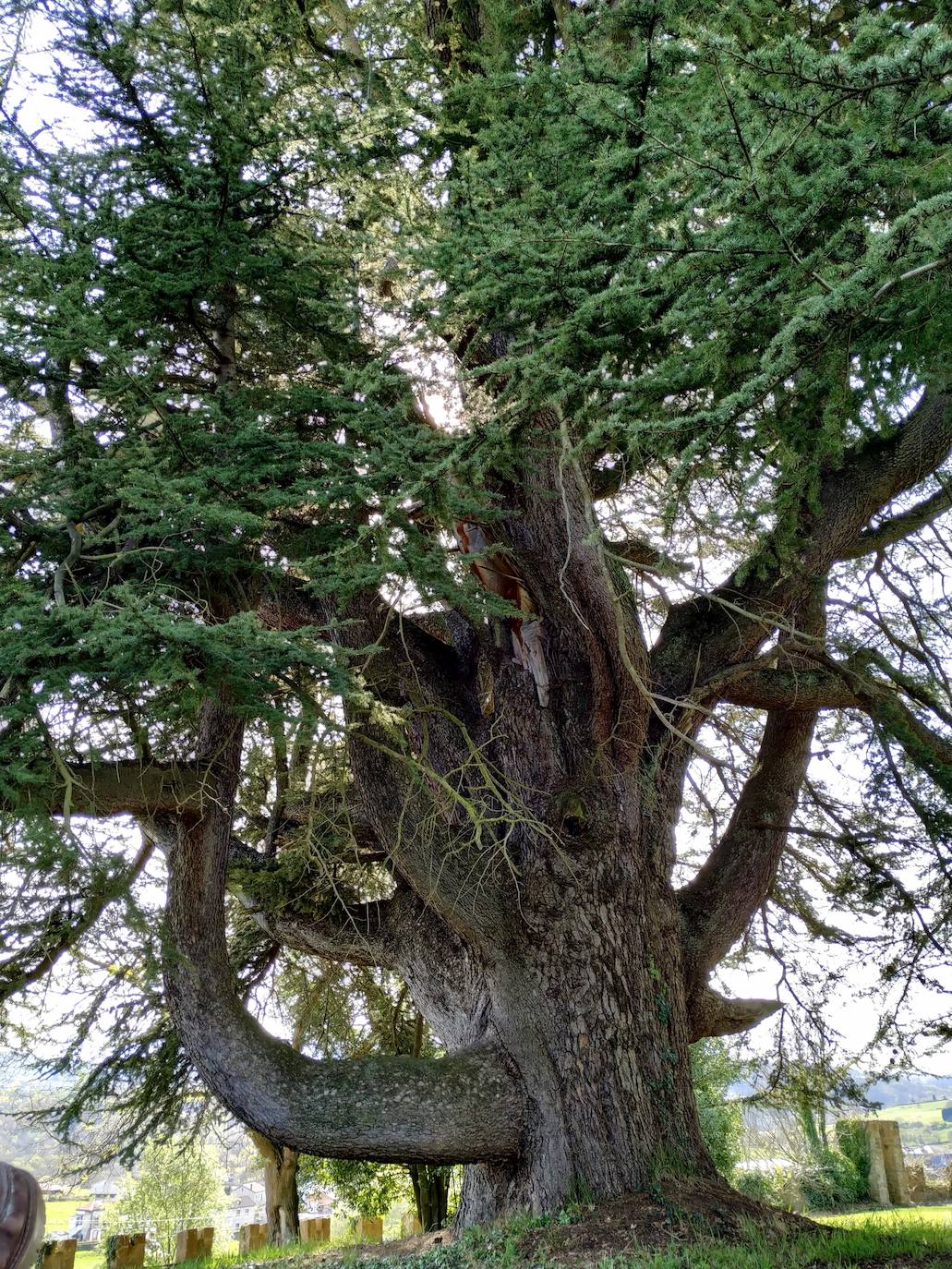 Una de las joyas de la corona ya no de Valdesoto sino de Asturias: posiblemente uno de los primeros cedros del Líbano que se plantaron en la región. Tiene más de 300 años, como el de La Isla.