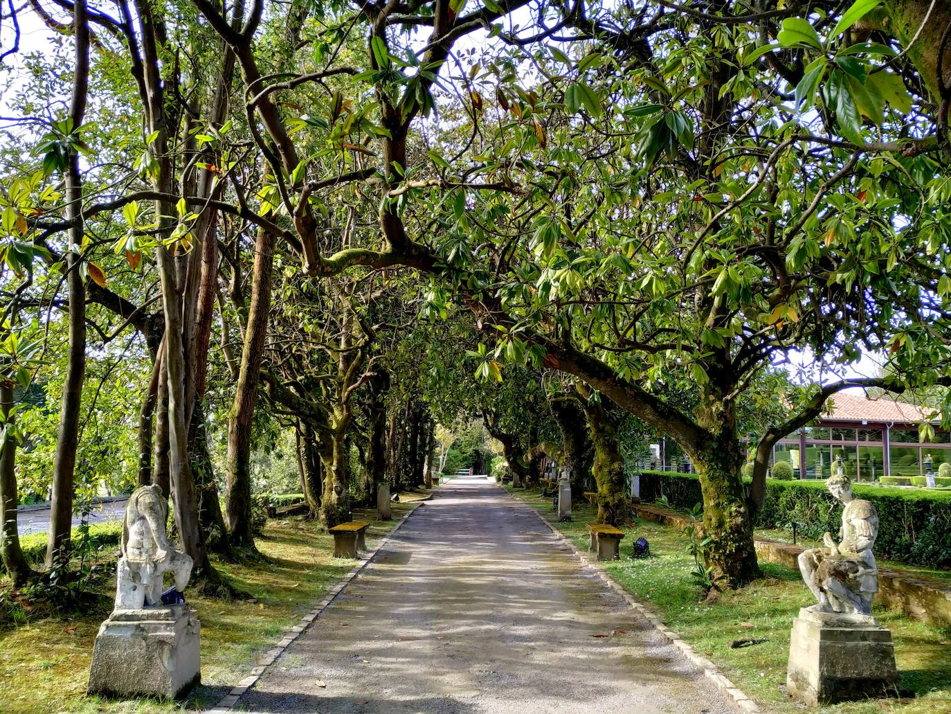 El histórico y bellísimo túnel de las magnolias con la galería de estatuas de cemento a cada lado. Esas magnolias datan fácilmente de 1870.