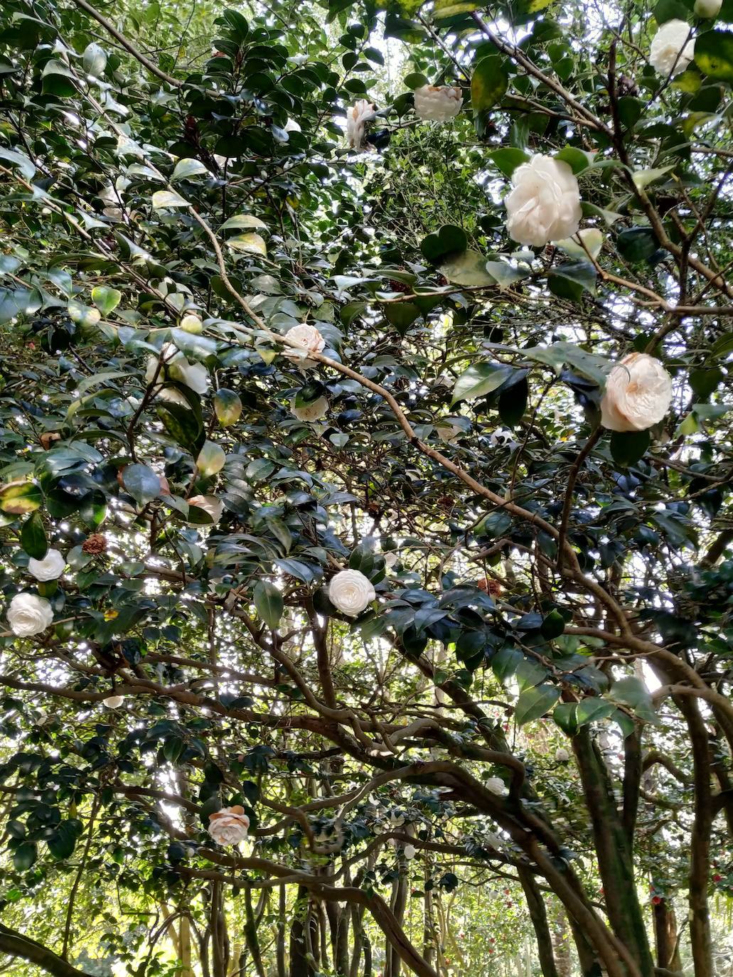 Una de las camelias japónicas blancas. Posiblemente sea la variedad Nupcius, de hoja muy oscura, igual que la de Peñafrancia.