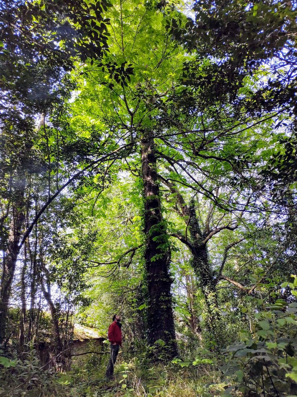 Espectacular castaño de Indias de más de 150 años de edad. Está situado en el bosque nororiental de la finca, a continuación de la capilla.