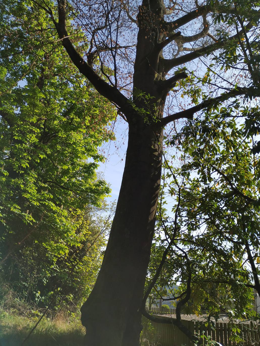 Espectacular haya verde que fue injertada, se puede ver a 30 cm de la base, con un haya atropurpúrea y tiene más de un siglo y medio de edad. Es la única del jardín en estos momentos.