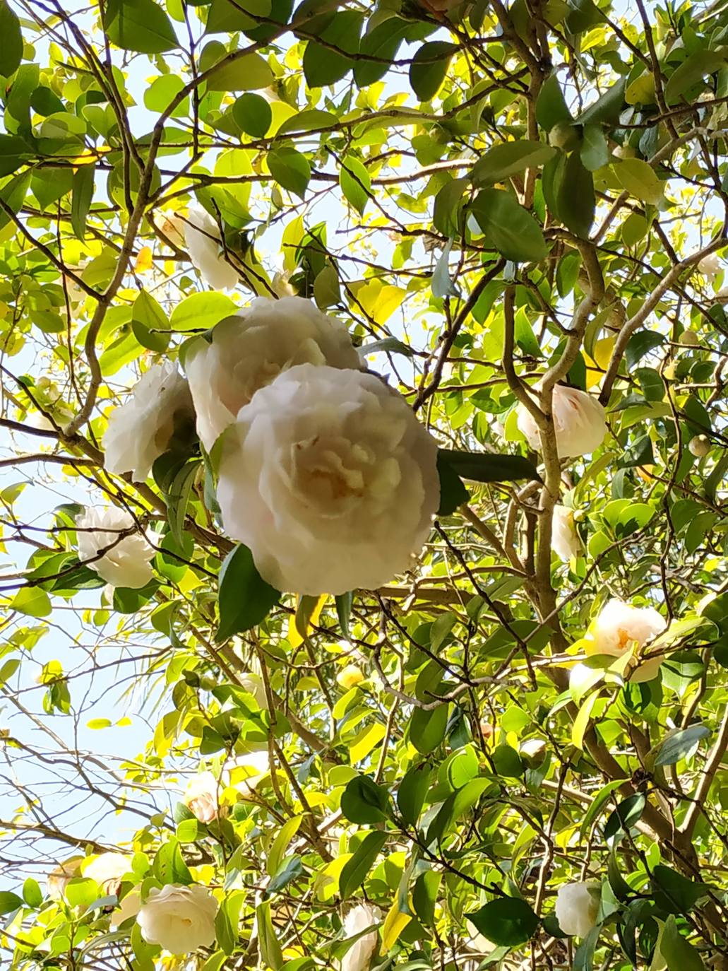 Una camelia japónica blanca en forma de pompón.