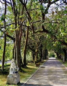 Imagen secundaria 2 - Vista del tercio norte del jardín francés con las extrañas butias en el centro del brocado y el llamado túnel de las magnolias de siglo y medio de antigüedad con la galería de estatuas. 