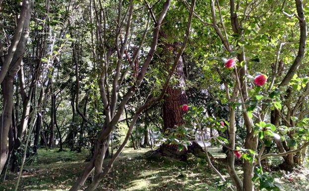 Una maravillosa y romántica vista del bosque de las camelias japónicas con algunas en flor.