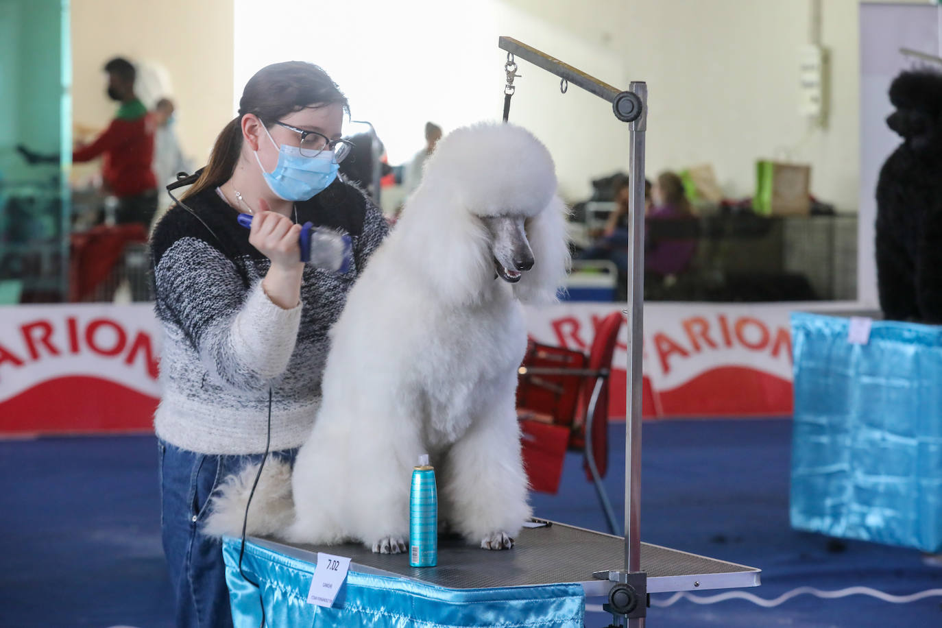 Quinientos animales acuden al pabellón de exposiciones de La Magdalena en una feria que aspira a seguir creciendo.