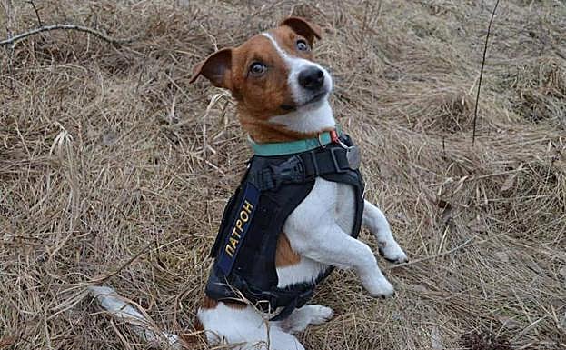 Así es 'Patron', el perro que ayuda a detectar minas rusas