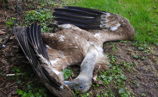 Ejemplar de buitre leonado en el concejo de Proaza en 2018.