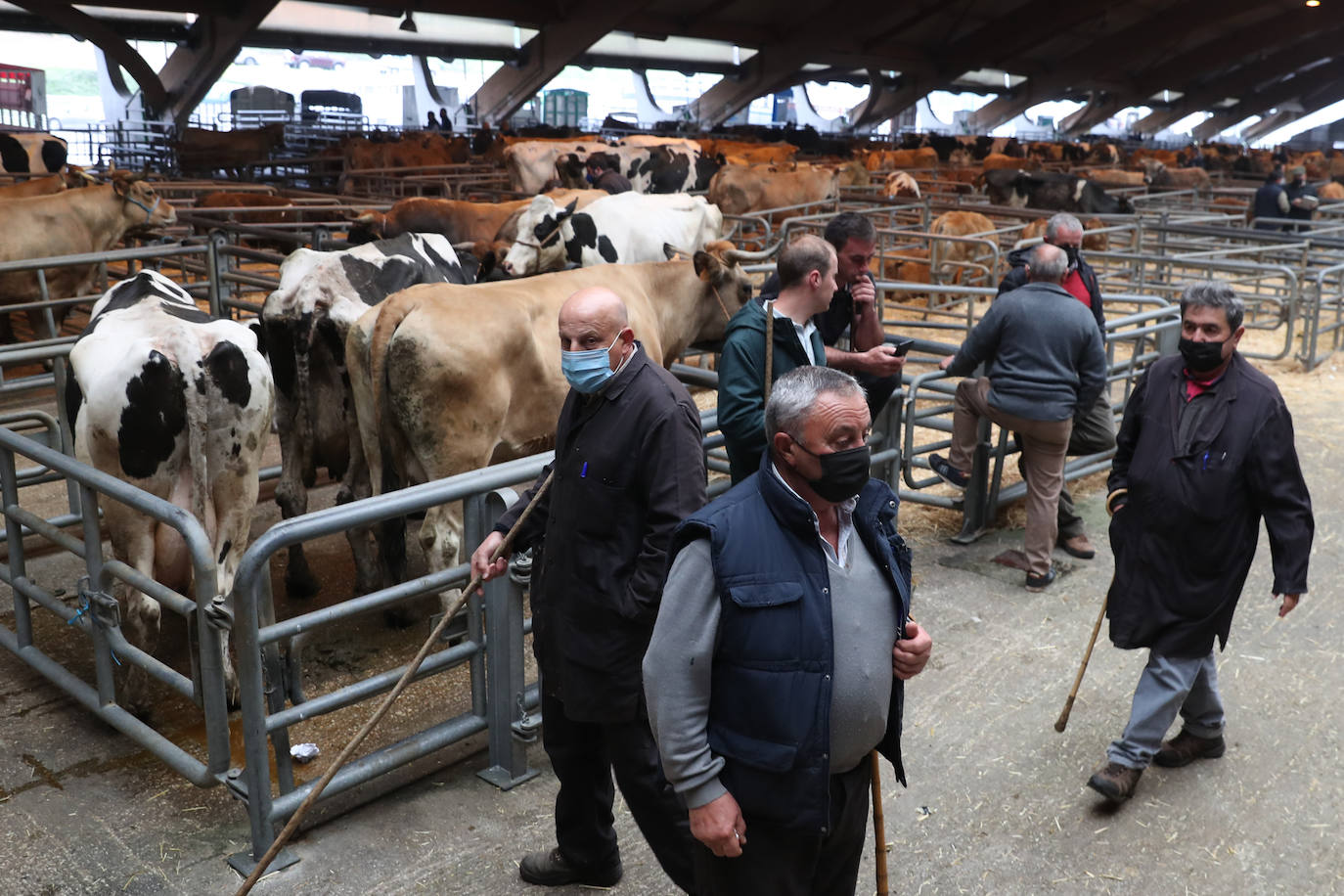 El consejero de Medio Rural y Cohesión Territorial, Alejandro Calvo, visitó este lunes, el Mercado Nacional de Ganado de Pola de Siero, que hace unas semanas ha vuelto a la normalidad tras el parón al que se vieron obligados con la huelga de transportes.