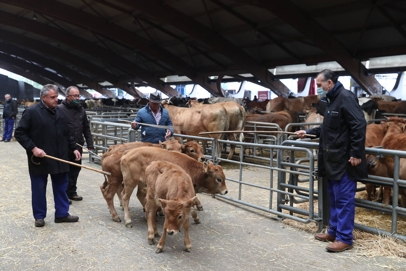 El consejero de Medio Rural y Cohesión Territorial, Alejandro Calvo, visitó este lunes, el Mercado Nacional de Ganado de Pola de Siero, que hace unas semanas ha vuelto a la normalidad tras el parón al que se vieron obligados con la huelga de transportes.