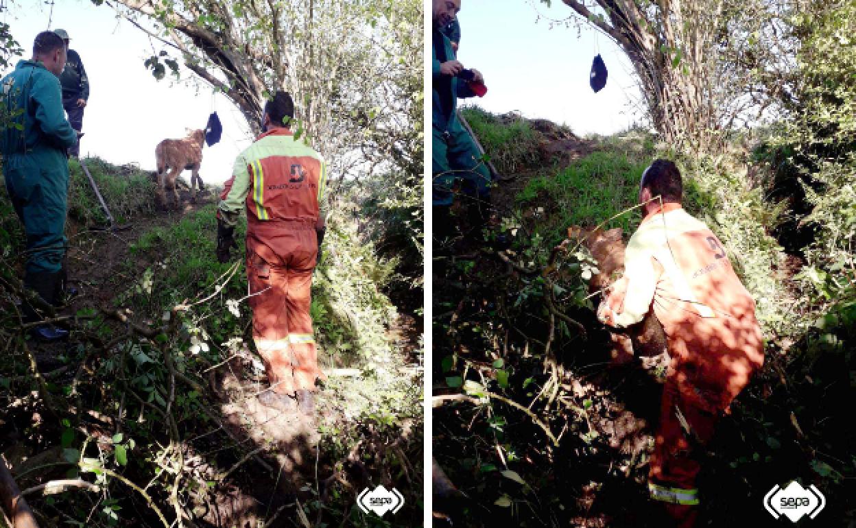 Los bomberos de Asturias han rescatado este lunes a un ternero atrapado en Nava.
