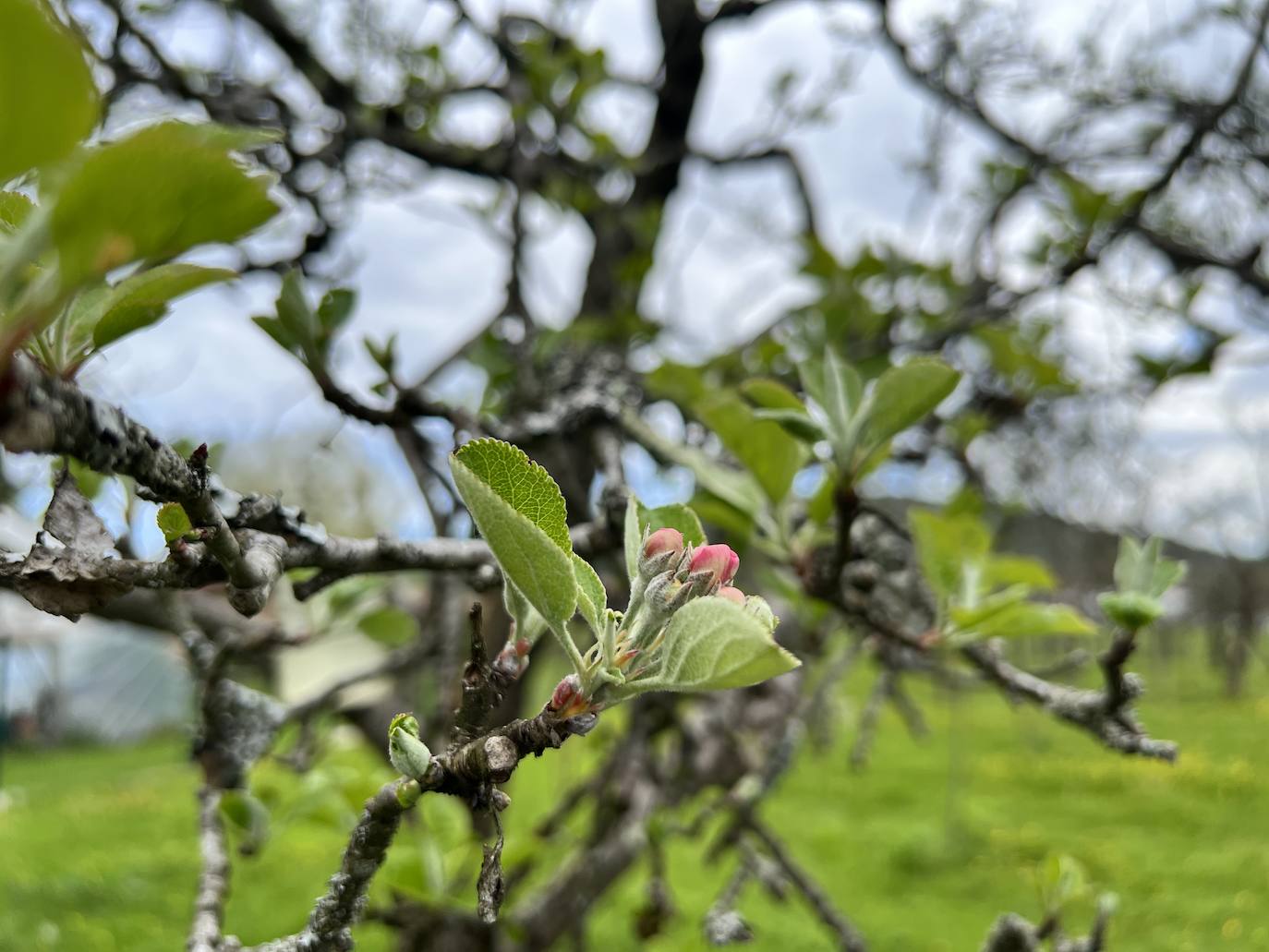 Fotos: El espectáculo de los manzanos en flor