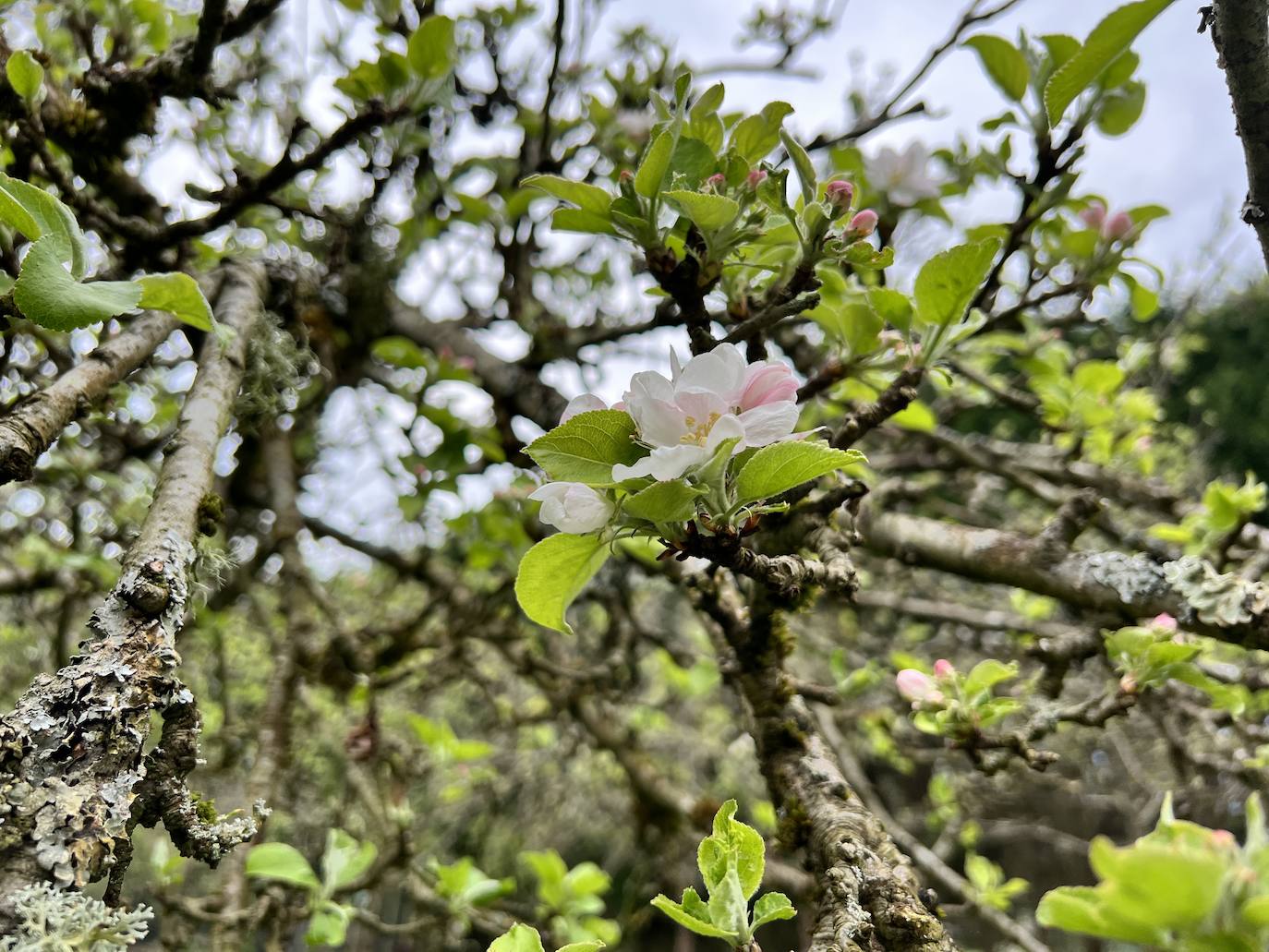 Fotos: El espectáculo de los manzanos en flor