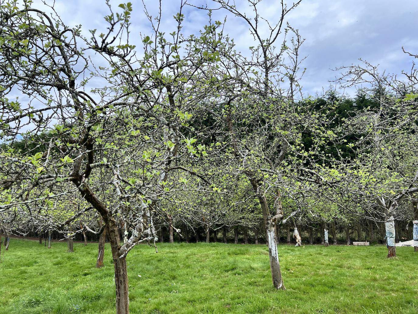 Fotos: El espectáculo de los manzanos en flor