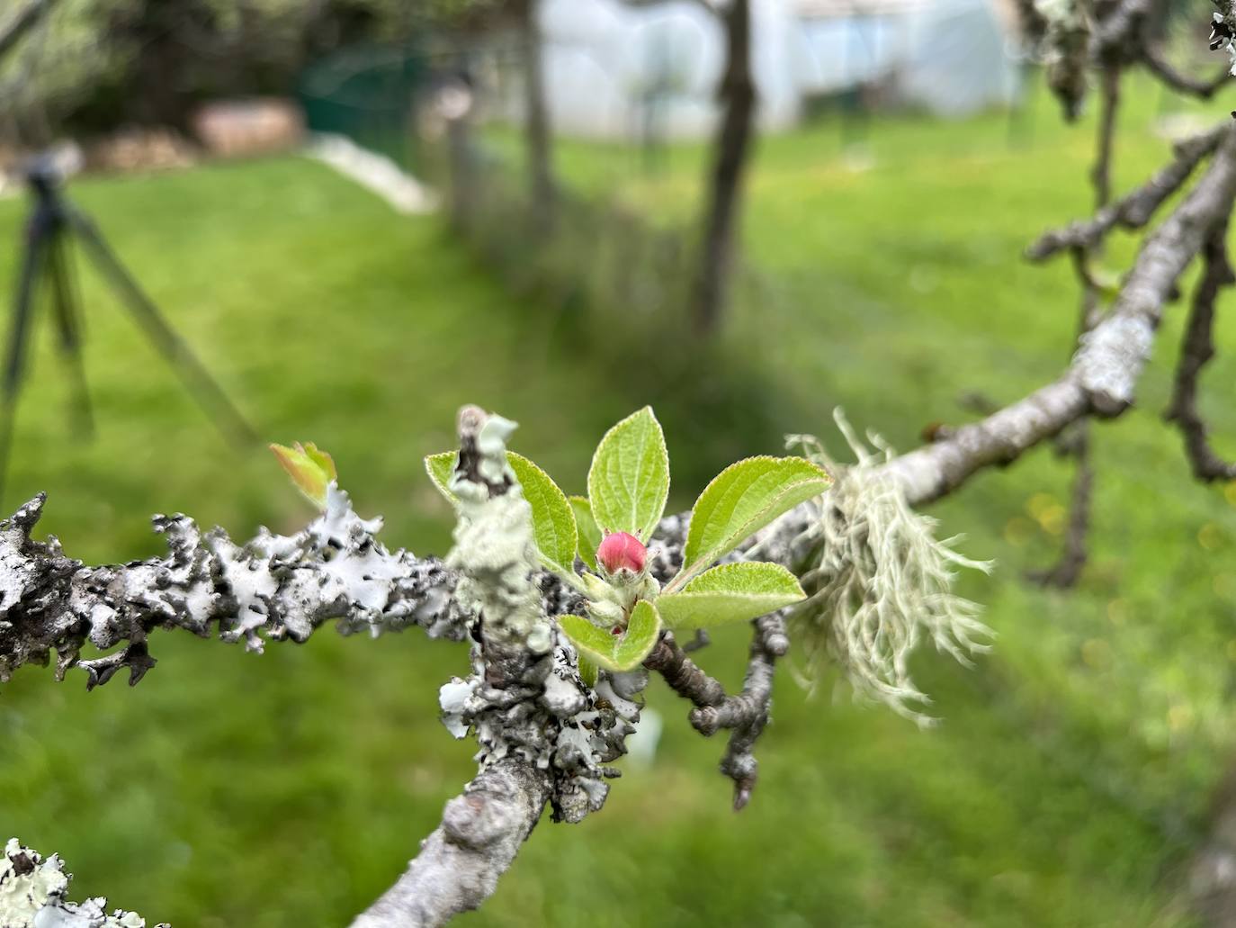 Fotos: El espectáculo de los manzanos en flor