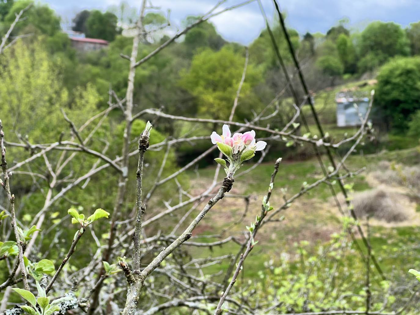 Fotos: El espectáculo de los manzanos en flor