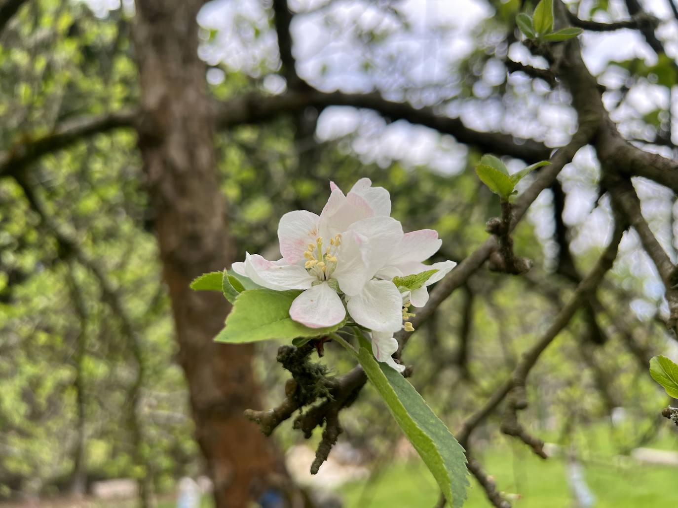 Fotos: El espectáculo de los manzanos en flor