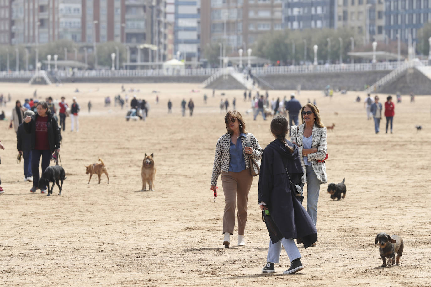 La playa gijonesa de San Lorenzo se ha llenado de perros este sábado, último día antes del inicio de la temporada de baños, periodo en el que los canes no pueden acceder al arenal. 