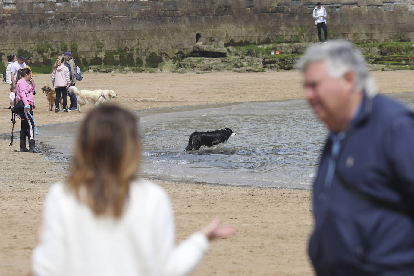 La playa gijonesa de San Lorenzo se ha llenado de perros este sábado, último día antes del inicio de la temporada de baños, periodo en el que los canes no pueden acceder al arenal. 