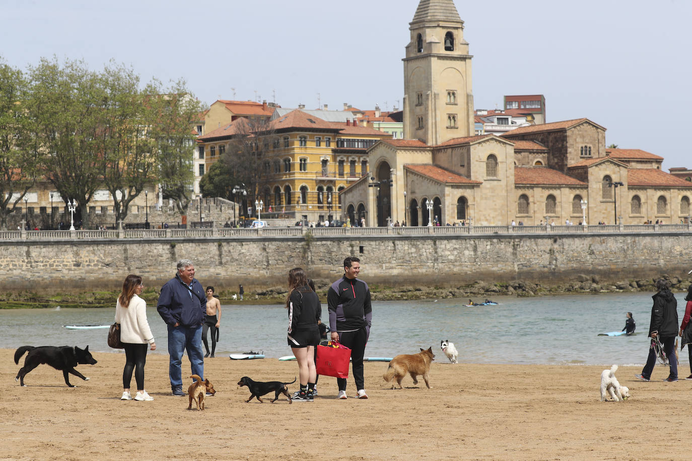La playa gijonesa de San Lorenzo se ha llenado de perros este sábado, último día antes del inicio de la temporada de baños, periodo en el que los canes no pueden acceder al arenal. 