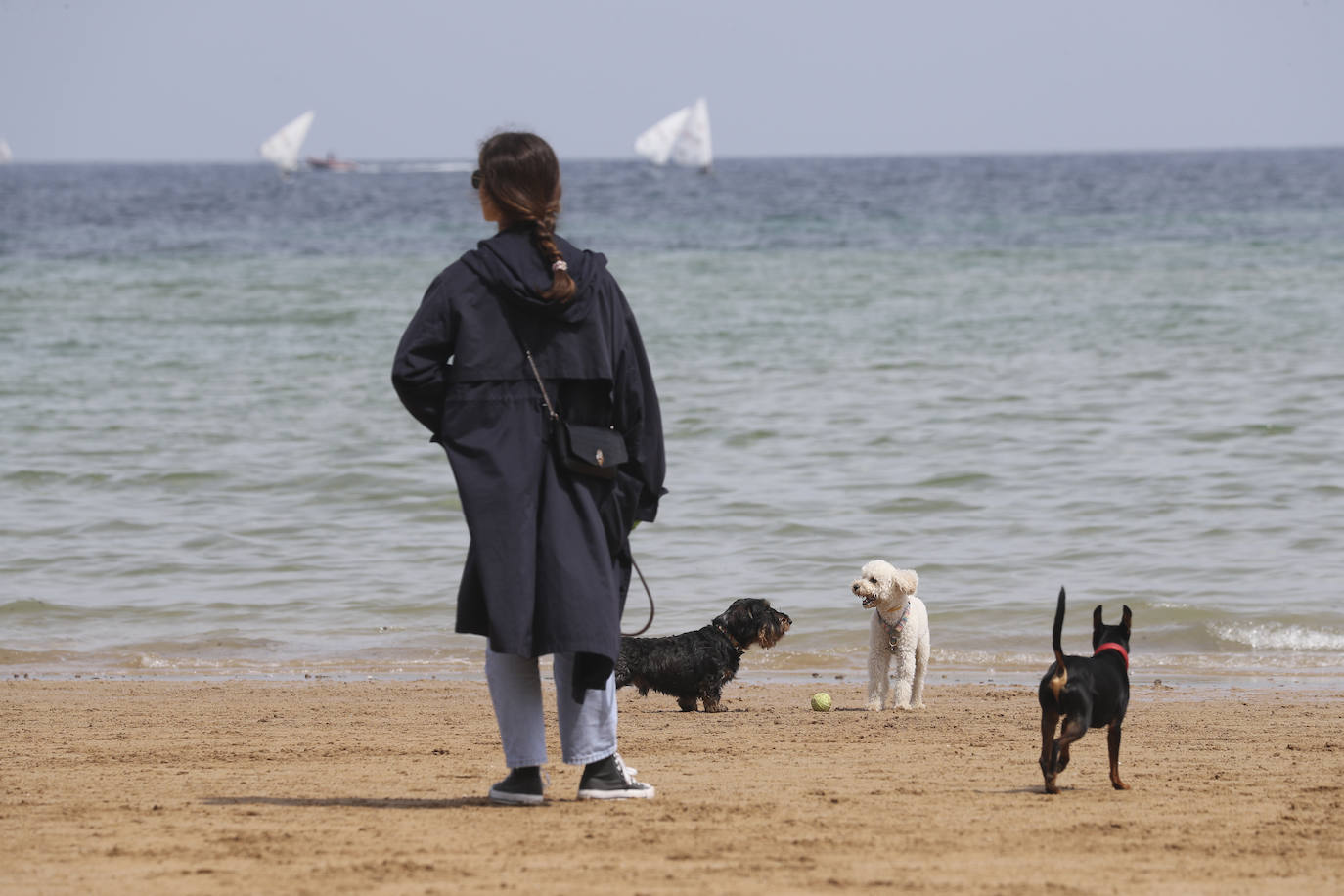La playa gijonesa de San Lorenzo se ha llenado de perros este sábado, último día antes del inicio de la temporada de baños, periodo en el que los canes no pueden acceder al arenal. 