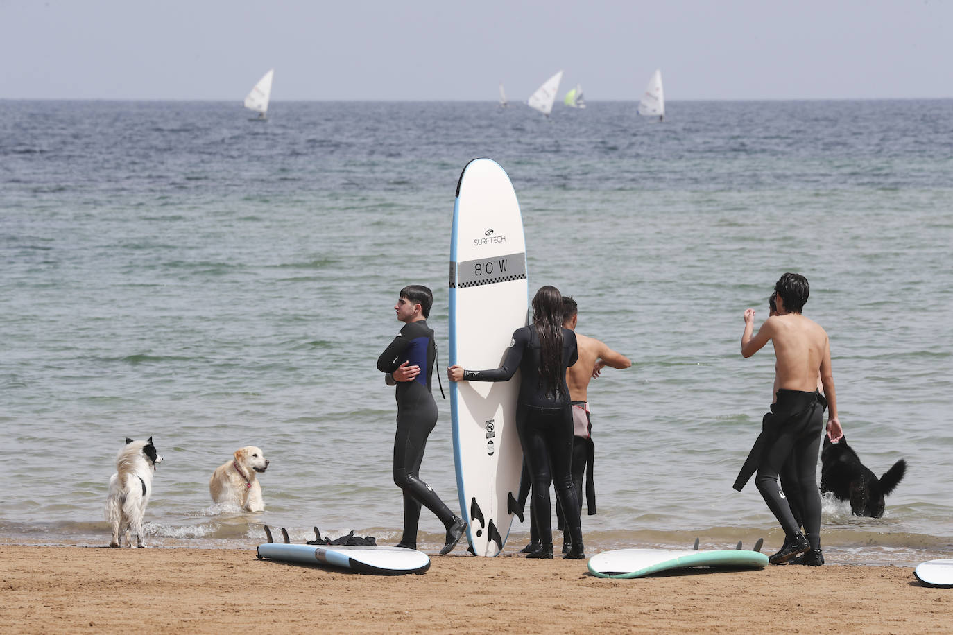La playa gijonesa de San Lorenzo se ha llenado de perros este sábado, último día antes del inicio de la temporada de baños, periodo en el que los canes no pueden acceder al arenal. 