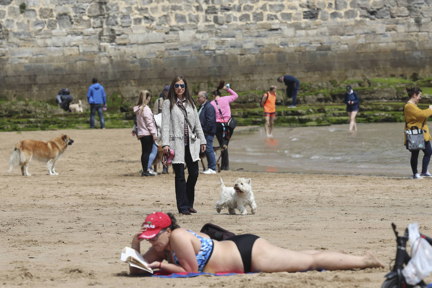 La playa gijonesa de San Lorenzo se ha llenado de perros este sábado, último día antes del inicio de la temporada de baños, periodo en el que los canes no pueden acceder al arenal. 
