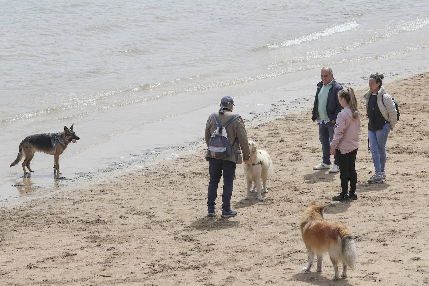 La playa gijonesa de San Lorenzo se ha llenado de perros este sábado, último día antes del inicio de la temporada de baños, periodo en el que los canes no pueden acceder al arenal. 