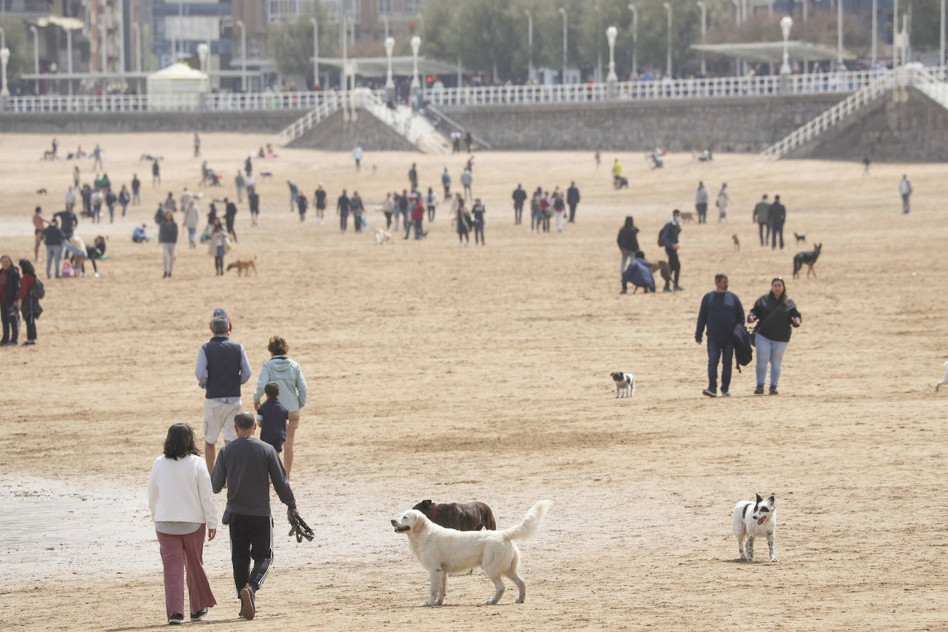La playa gijonesa de San Lorenzo se ha llenado de perros este sábado, último día antes del inicio de la temporada de baños, periodo en el que los canes no pueden acceder al arenal. 