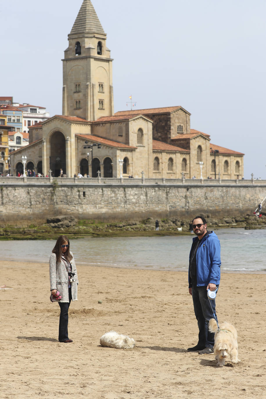 La playa gijonesa de San Lorenzo se ha llenado de perros este sábado, último día antes del inicio de la temporada de baños, periodo en el que los canes no pueden acceder al arenal. 