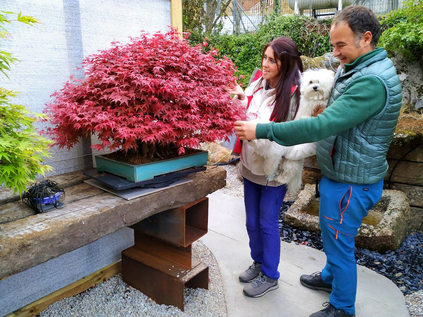 Lorena Vilas y Rubén Ciezar ante su impresionante arce rojo japonés de más de 60 años de edad. 