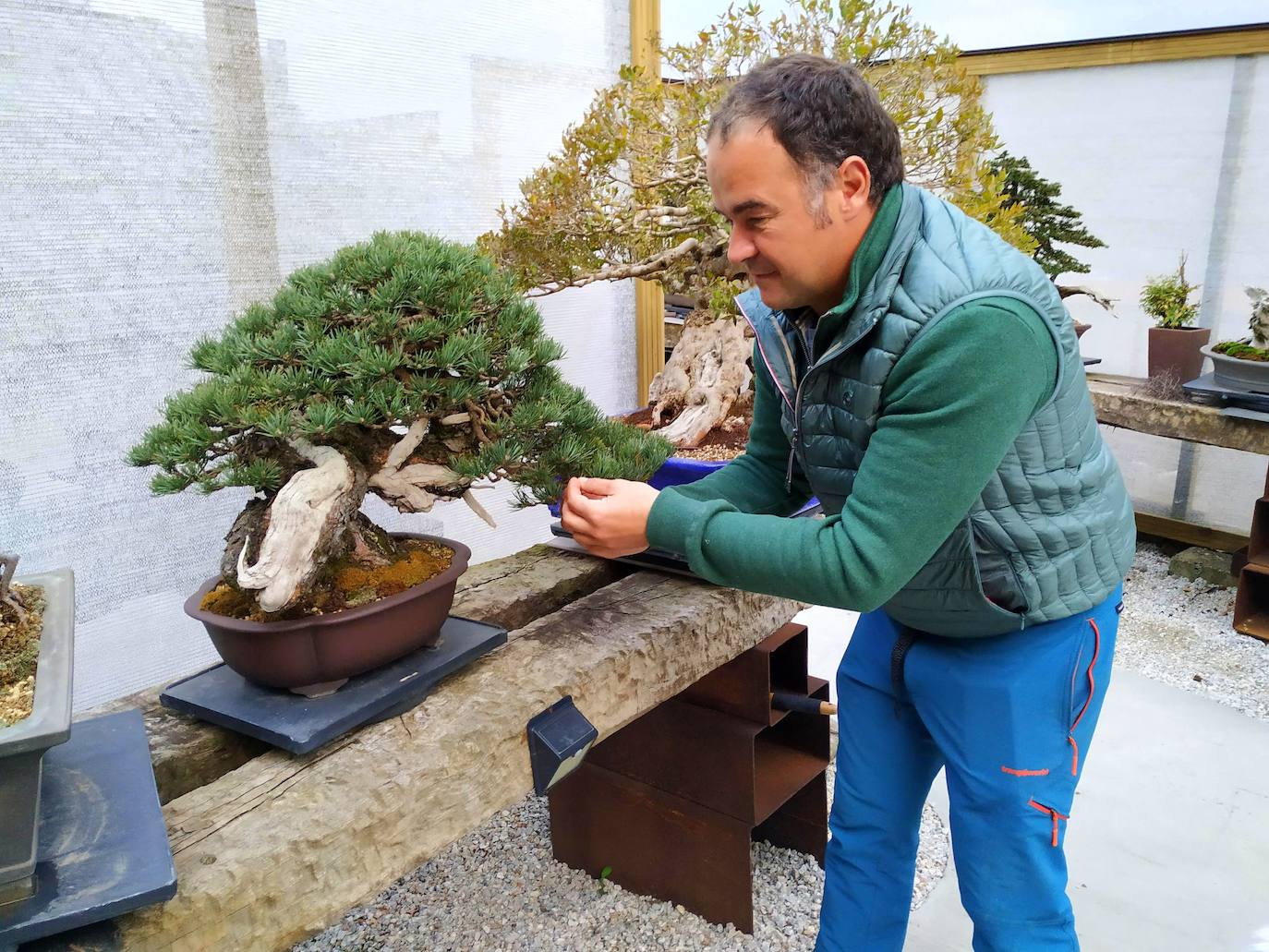 Rubén Ciezar mostrando cómo desfolia su pino silvestre centenario que ha ganado el premio al mejor bonsái de España en 2022 y se le estima un valor de 60.000€.