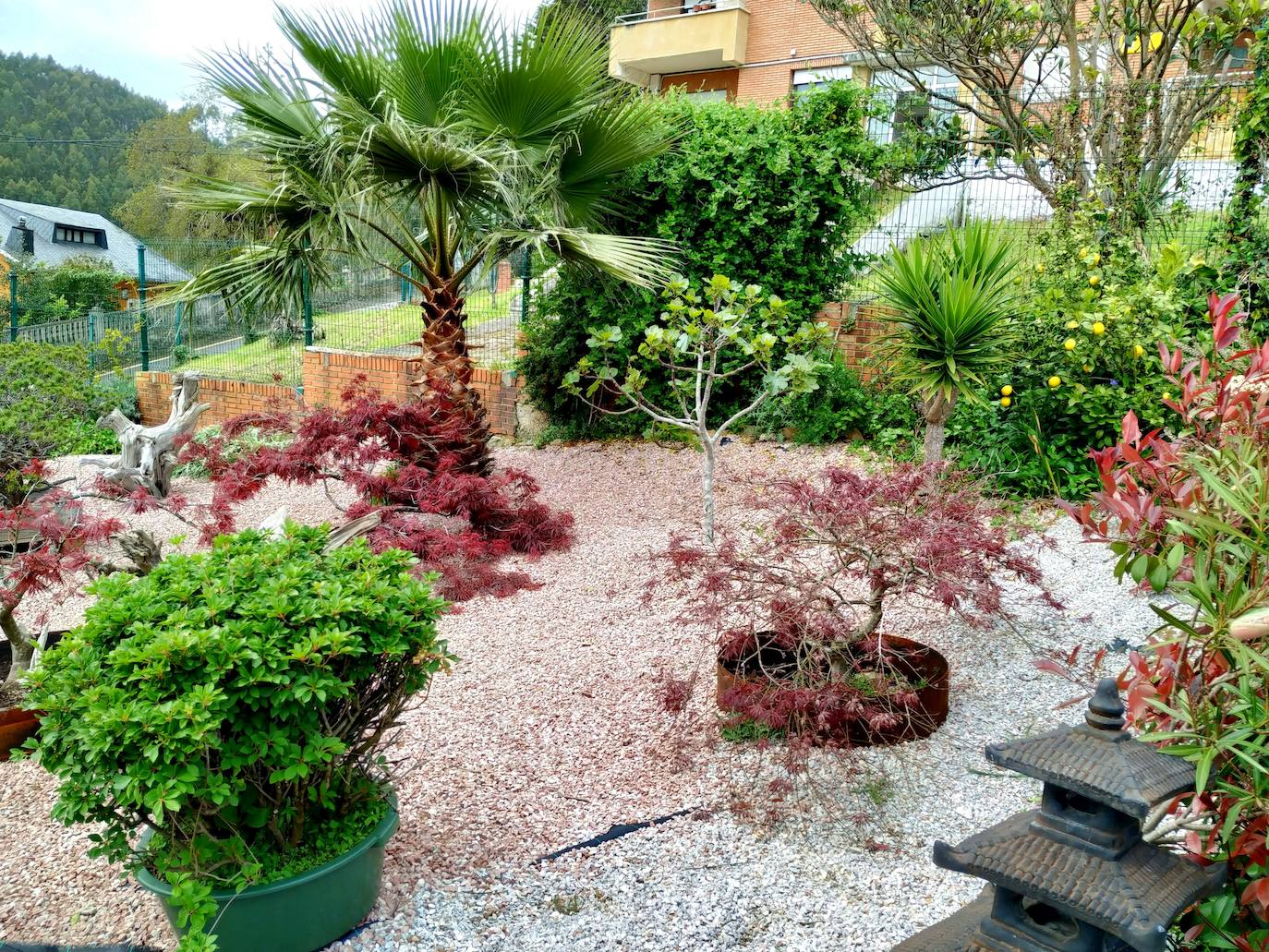 Sector dedicado a jardín japonés, integrado por arces rojos enanos, enkianthus y una palmera china.