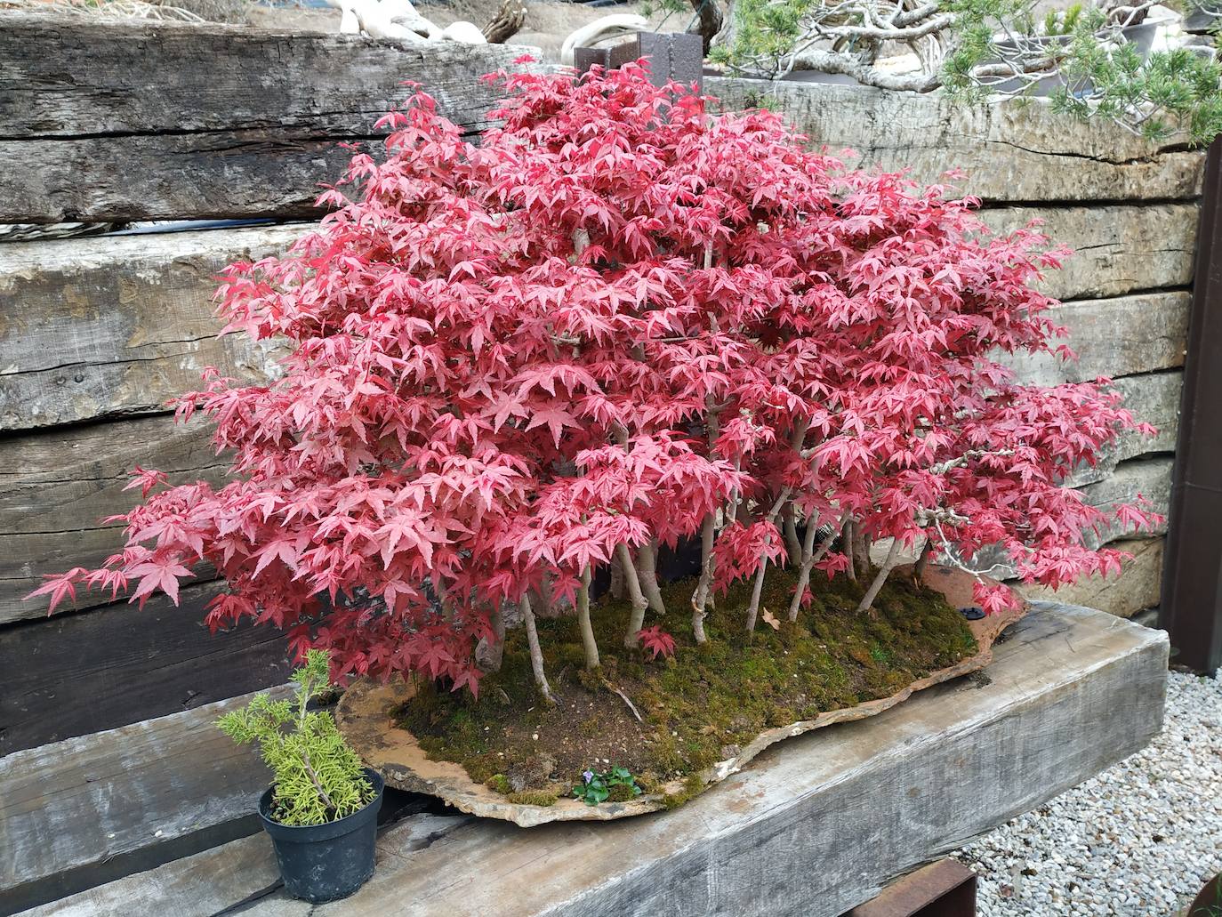 Llamativo bosque de arces japoneses rojos convertido en bonsái.