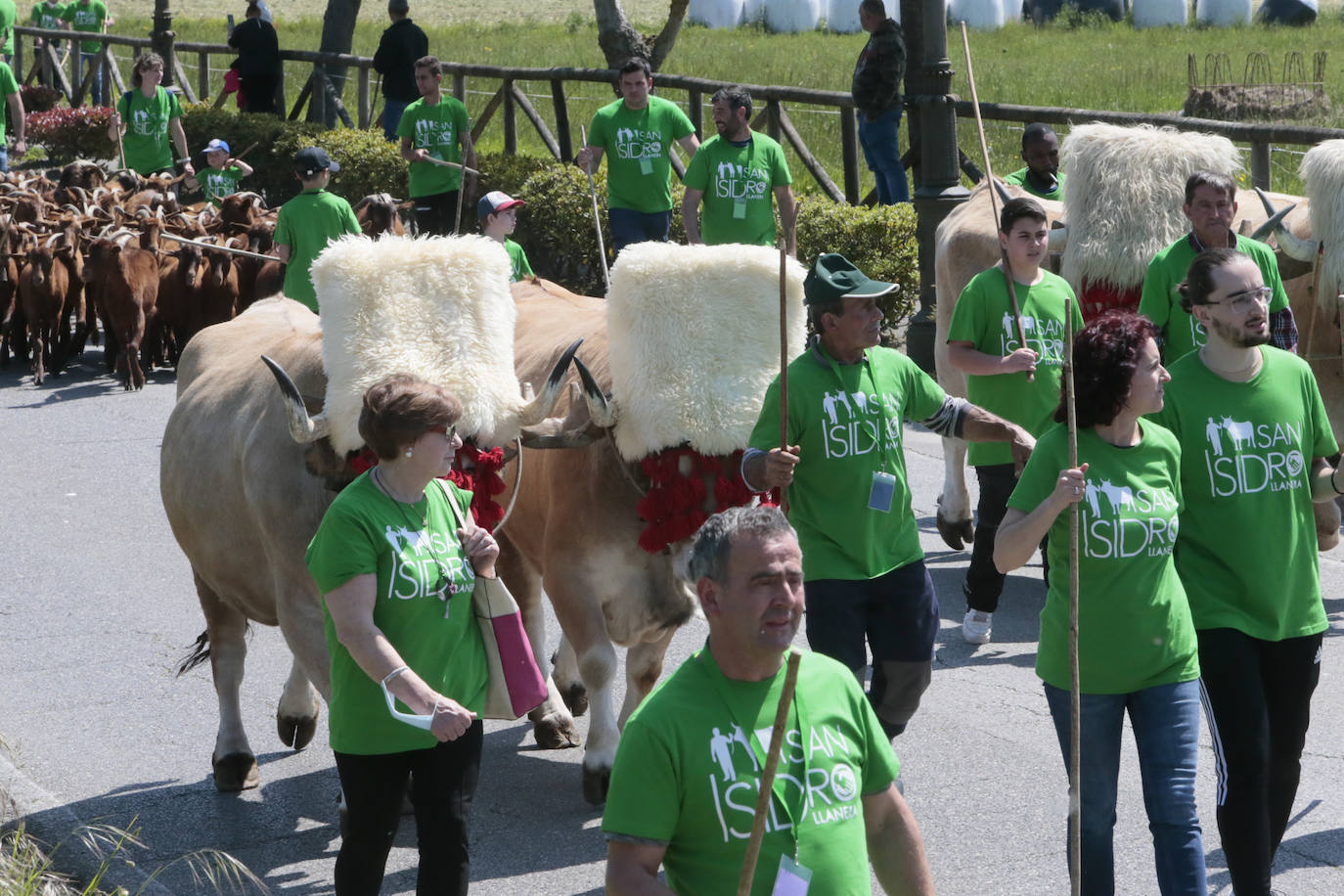 La feria ganadera se vivió este sábado con gran expectación y participación en una edición que devuelve a Llanera su identidad, tras el parón de su tradicional fiesta de San Isidro por la pandemia.