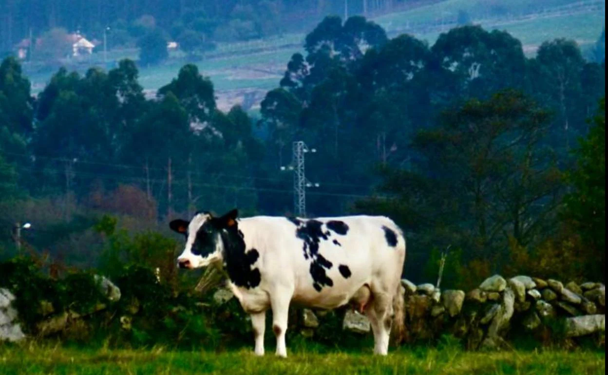 Una vaca de raza frisona, sola en un prado de Argüero. 