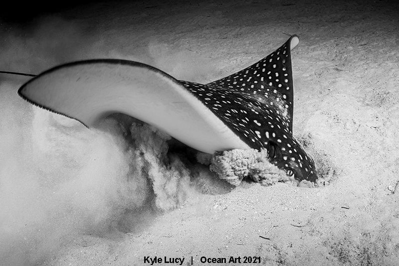 Las imágenes ganadoras del concurso 'Ocean Art' de fotografía submarina organizado por la publicación 'Underwater Photography'. 