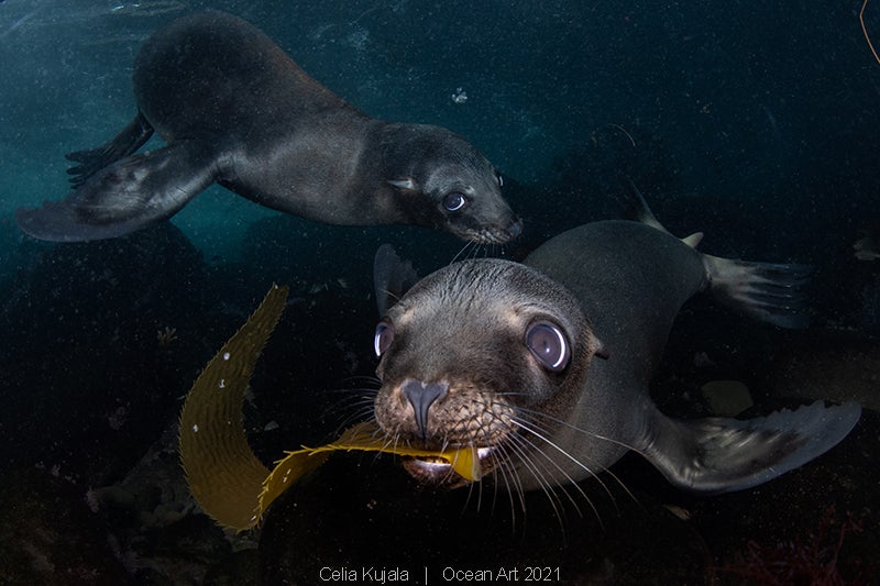 Las imágenes ganadoras del concurso 'Ocean Art' de fotografía submarina organizado por la publicación 'Underwater Photography'. 