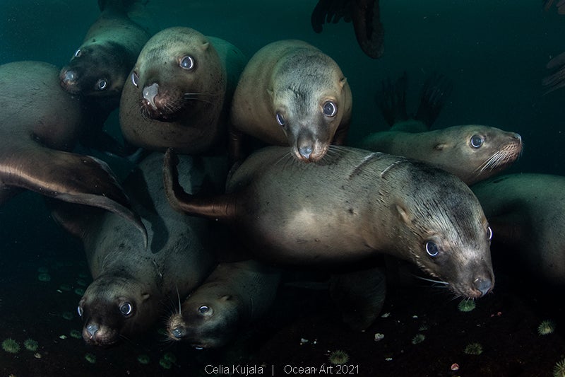 Las imágenes ganadoras del concurso 'Ocean Art' de fotografía submarina organizado por la publicación 'Underwater Photography'. 