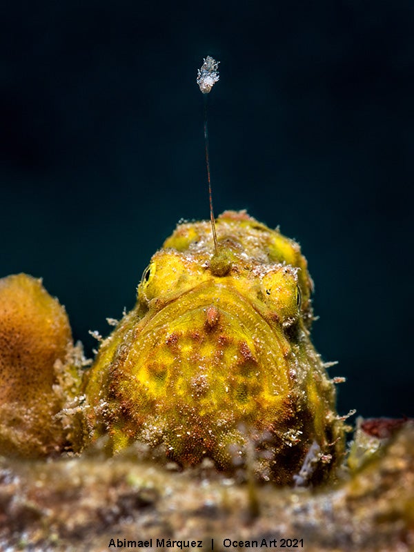 Las imágenes ganadoras del concurso 'Ocean Art' de fotografía submarina organizado por la publicación 'Underwater Photography'. 