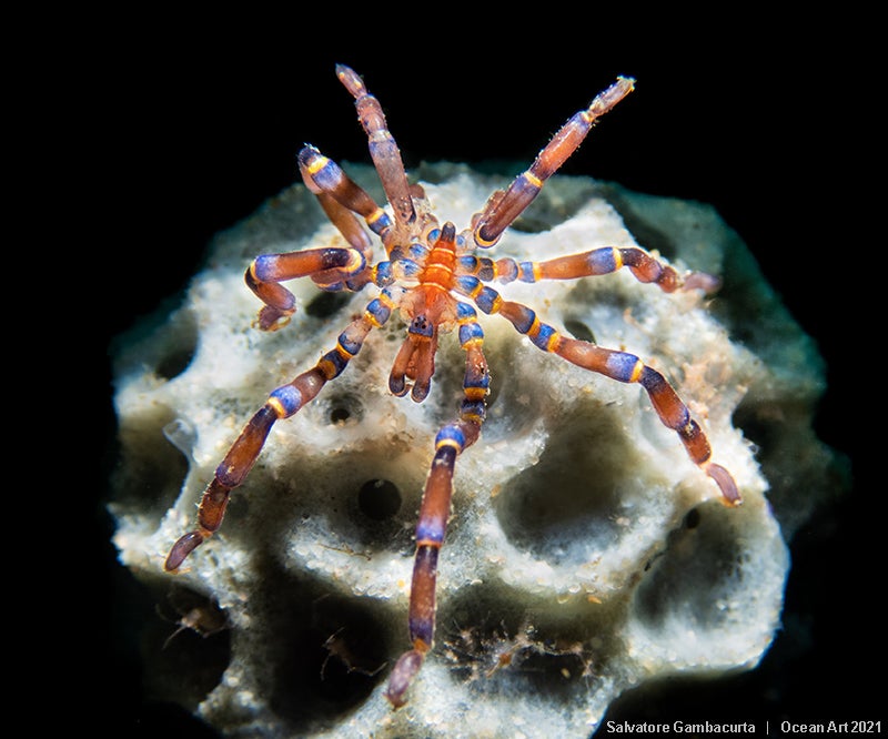 Las imágenes ganadoras del concurso 'Ocean Art' de fotografía submarina organizado por la publicación 'Underwater Photography'. 