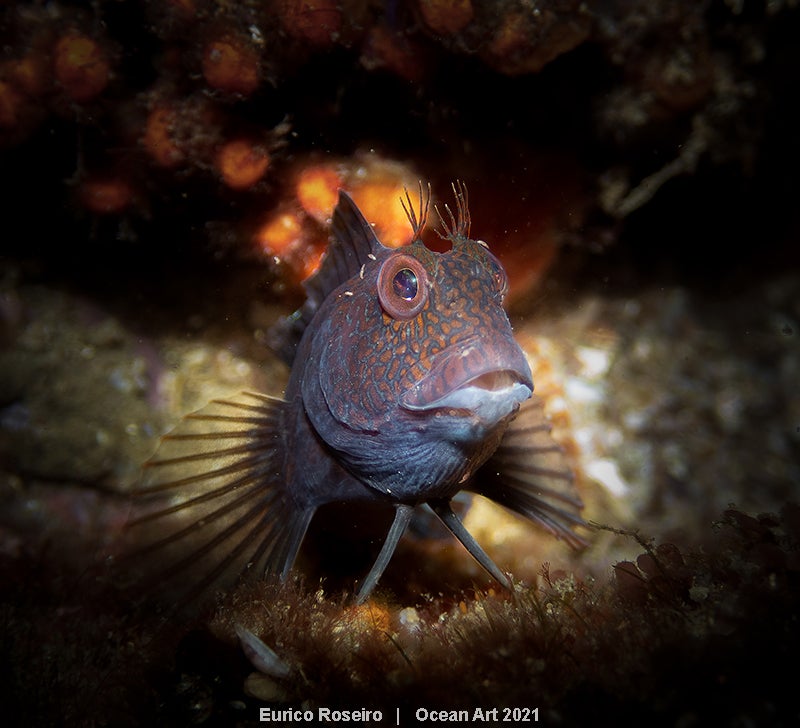 Las imágenes ganadoras del concurso 'Ocean Art' de fotografía submarina organizado por la publicación 'Underwater Photography'. 