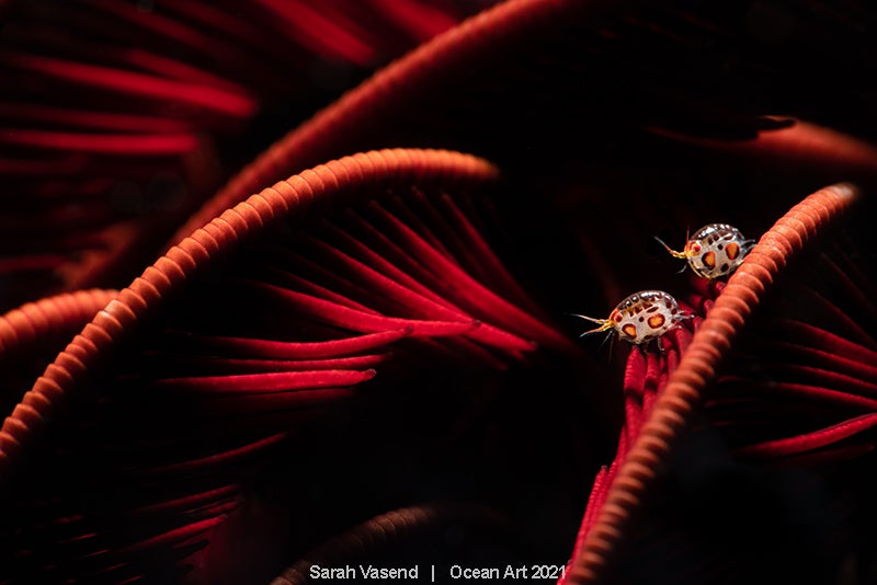 Las imágenes ganadoras del concurso 'Ocean Art' de fotografía submarina organizado por la publicación 'Underwater Photography'. 