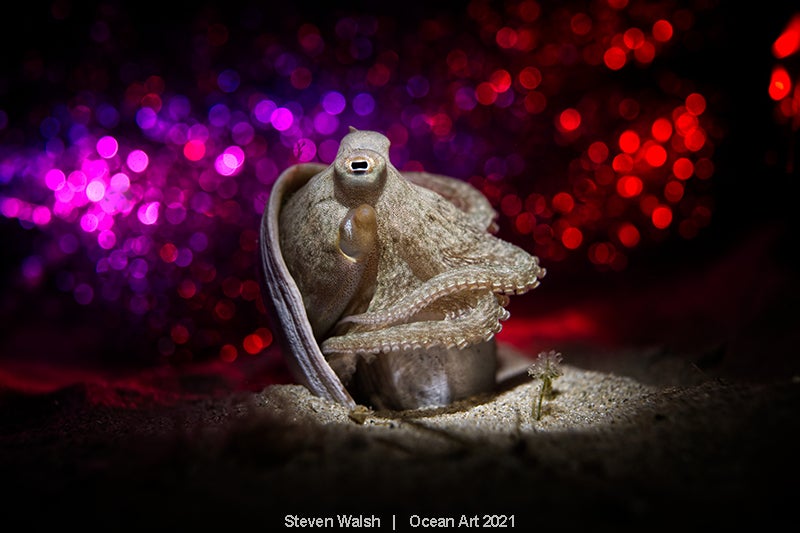 Las imágenes ganadoras del concurso 'Ocean Art' de fotografía submarina organizado por la publicación 'Underwater Photography'. 