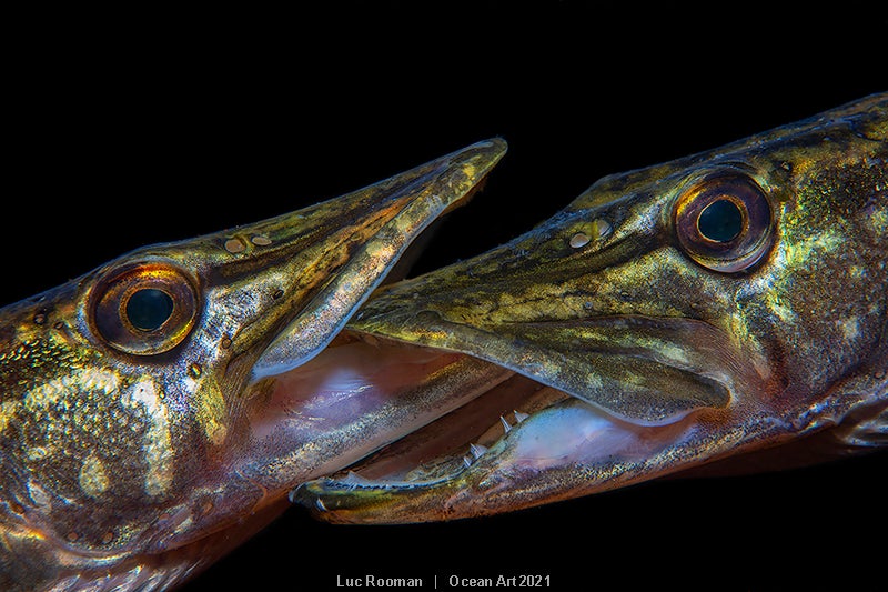 Las imágenes ganadoras del concurso 'Ocean Art' de fotografía submarina organizado por la publicación 'Underwater Photography'. 